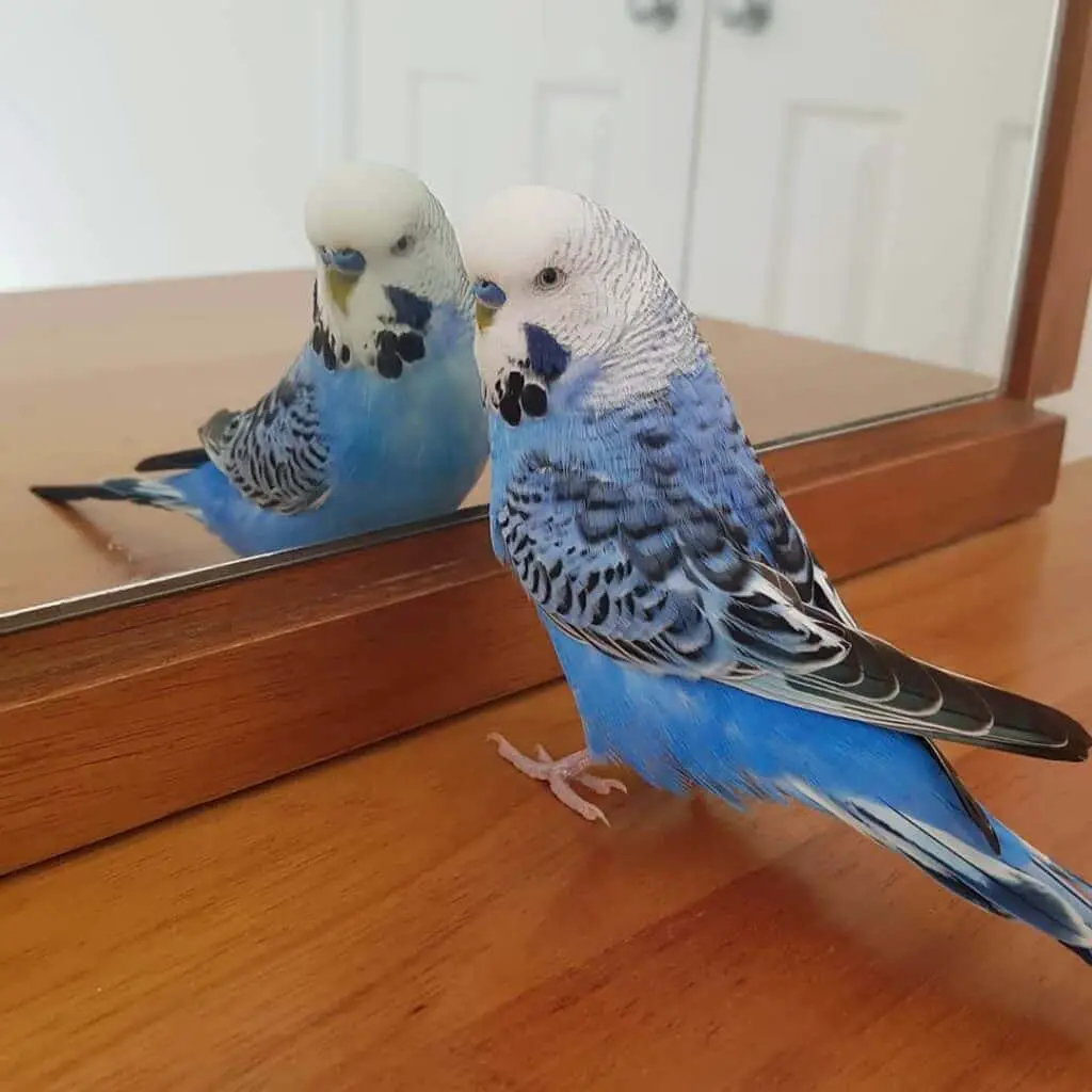 training your Budgie