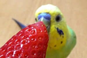 Can Budgies Eat Strawberries