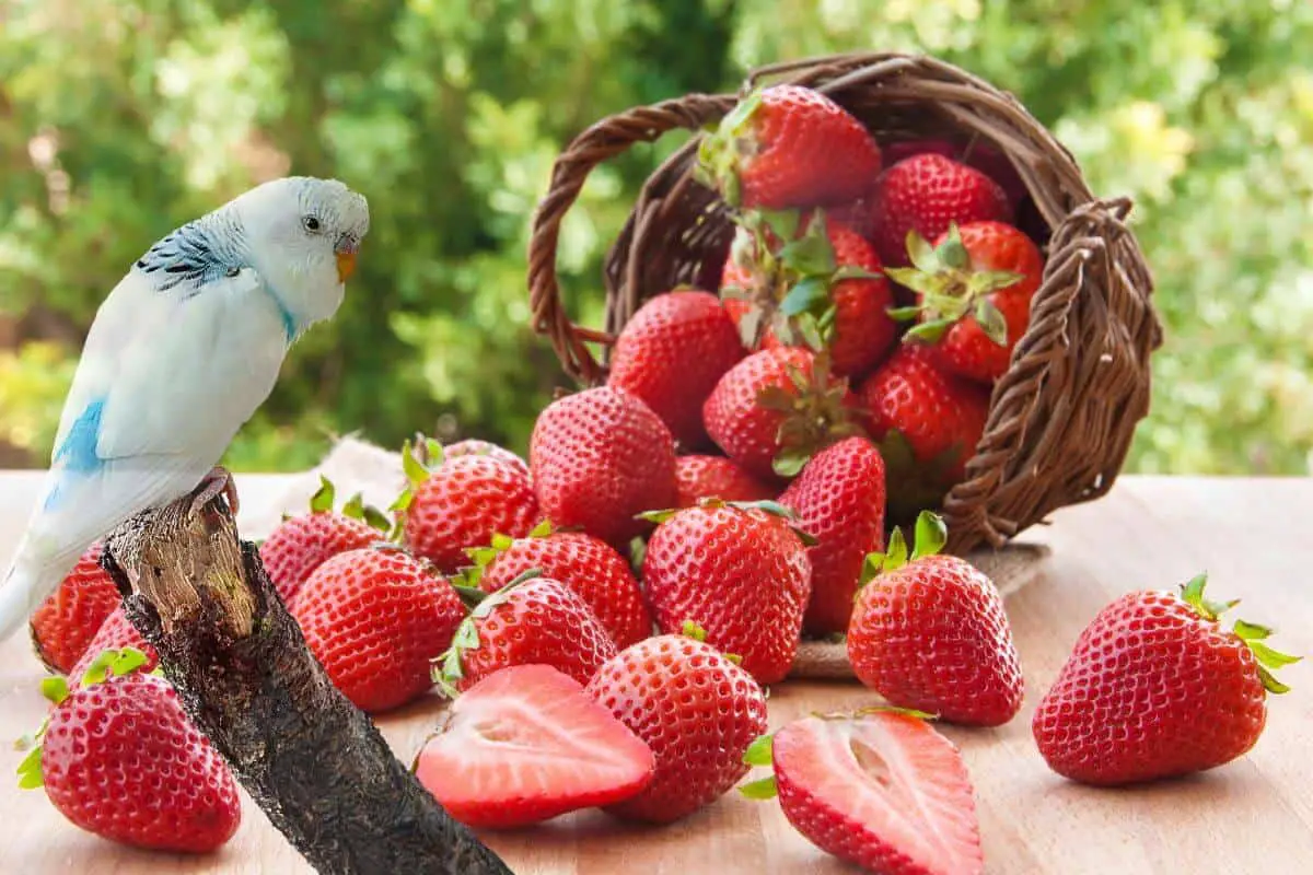 Can Budgies Eat Strawberries