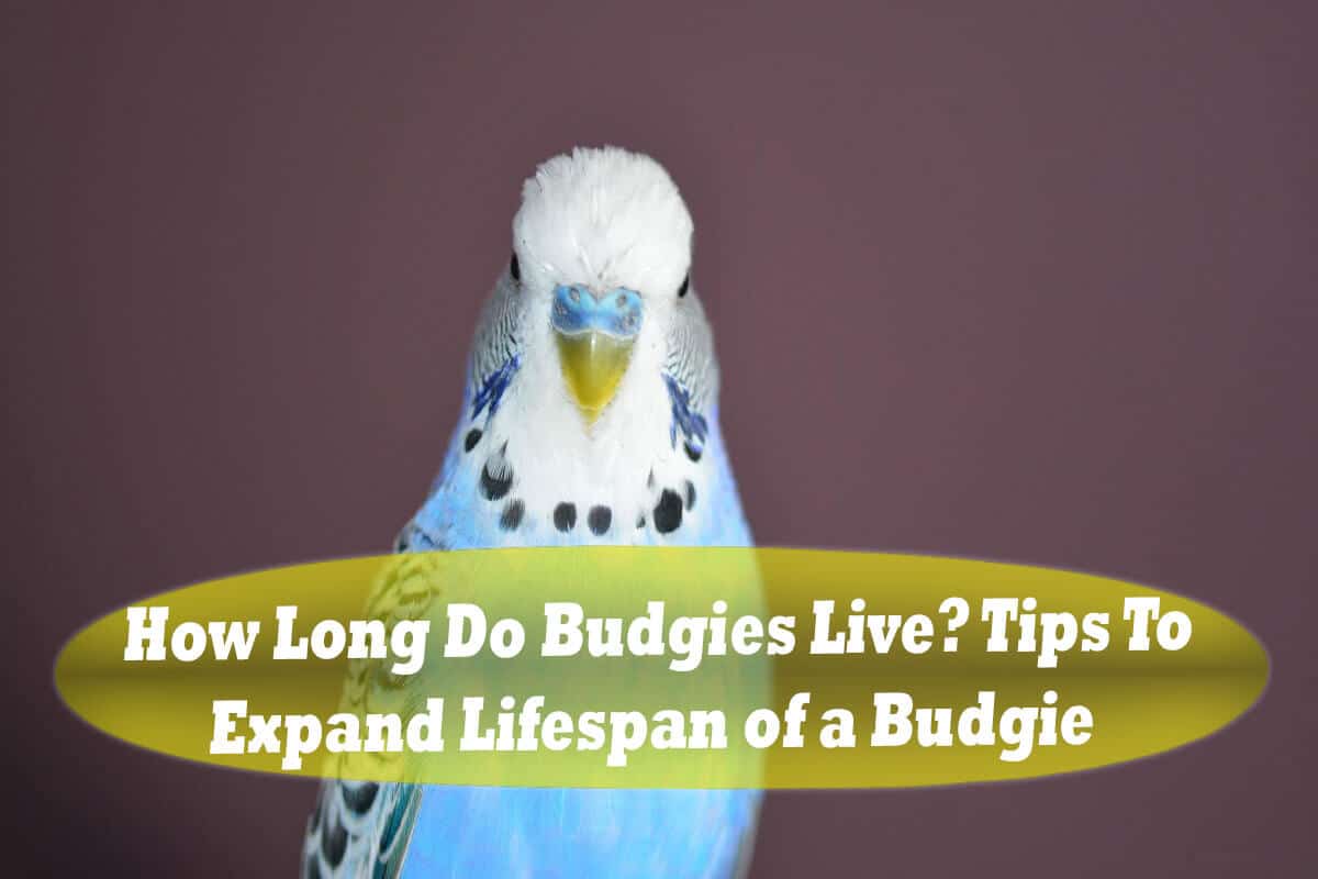 How Long Do Budgies Live? Tips To Expand Lifespan of a Budgie