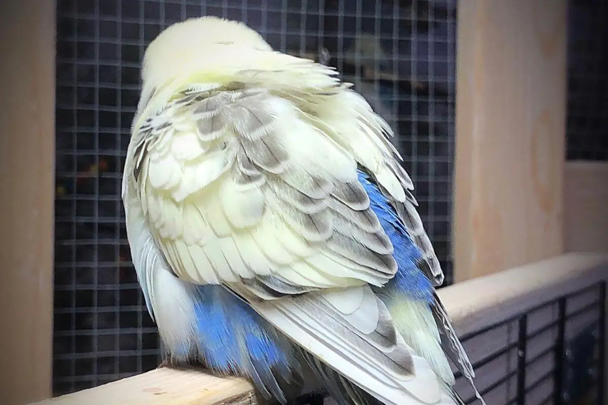 What Is A Recessive Pied Budgie Mutation? [A Complete Guide]