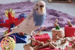 What kind of toys do budgies like