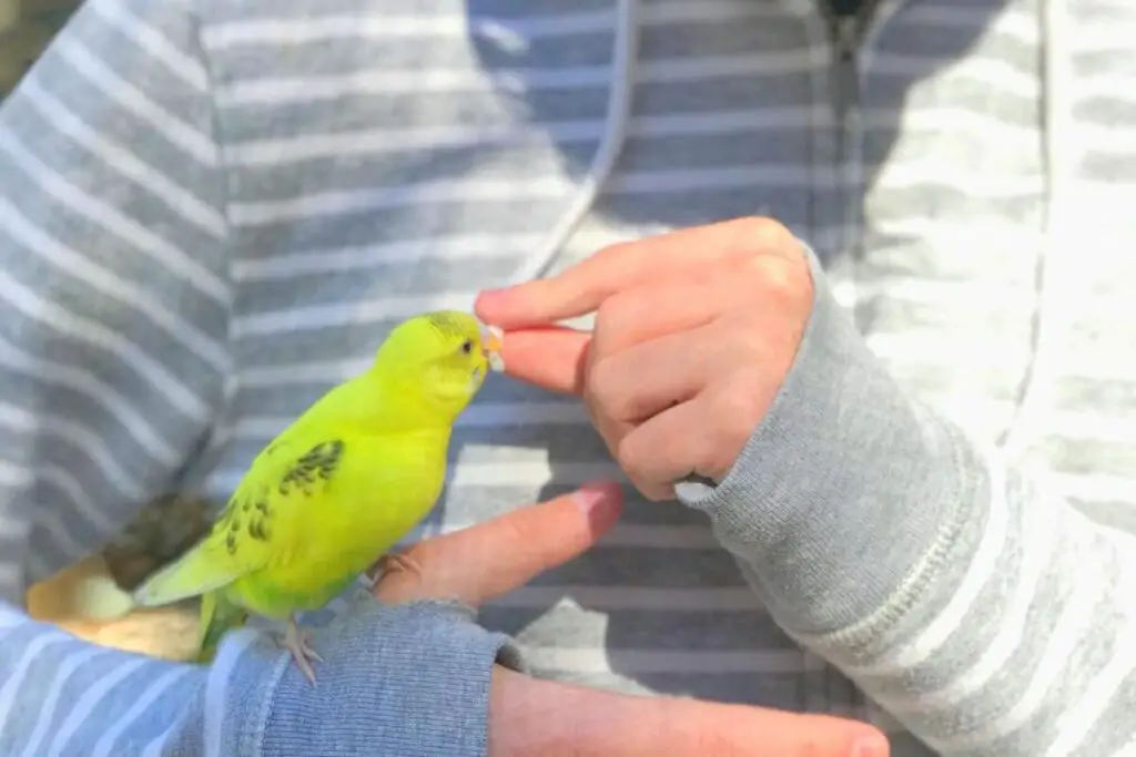 Do parakeet bites hurt Why Does My Budgie Nibble My Finger