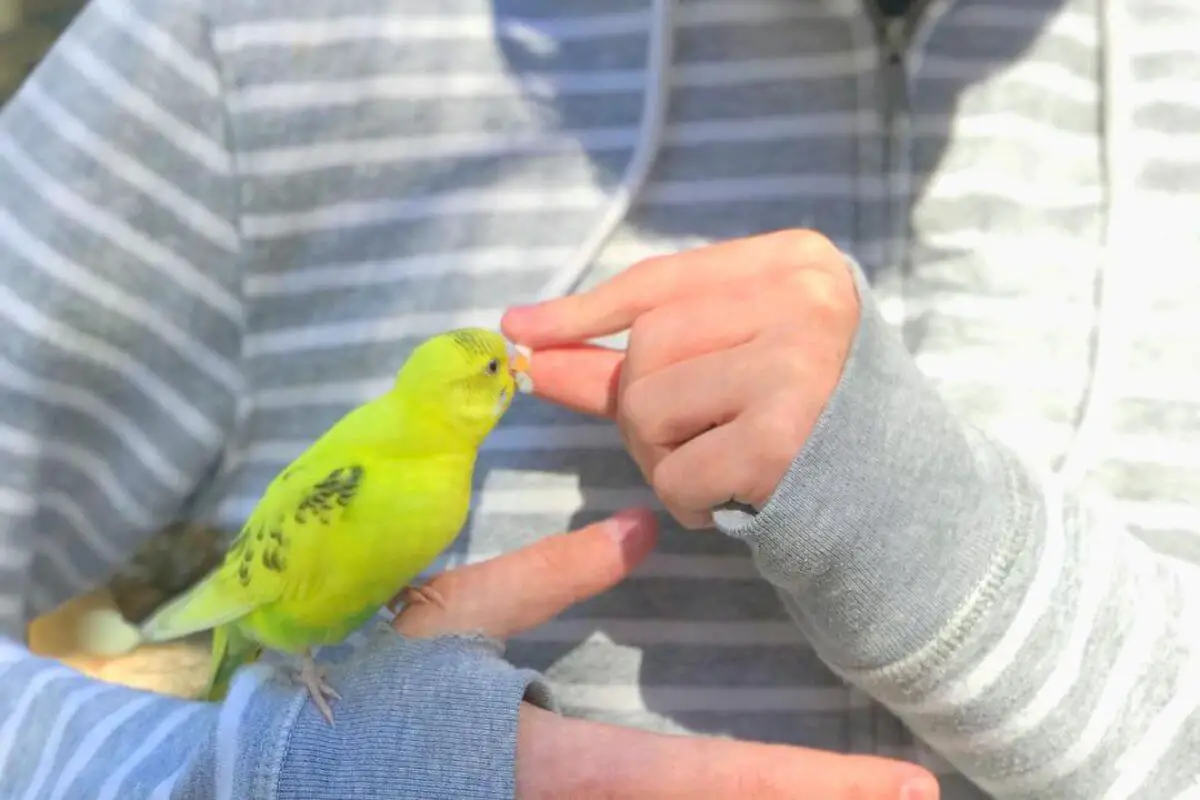 How Strong is a Parakeet Bite? Do Parakeet Bites Hurt?
