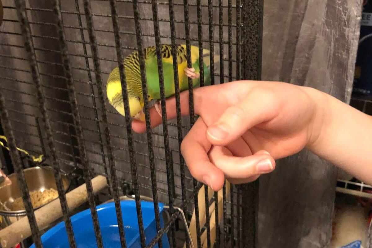 Why Does My Budgie Nibble My Finger?