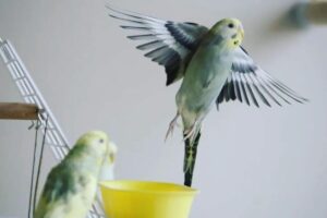 Why can't my budgie fly properly
