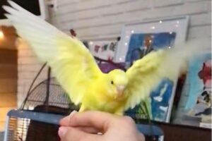 Why can't my budgie fly properly