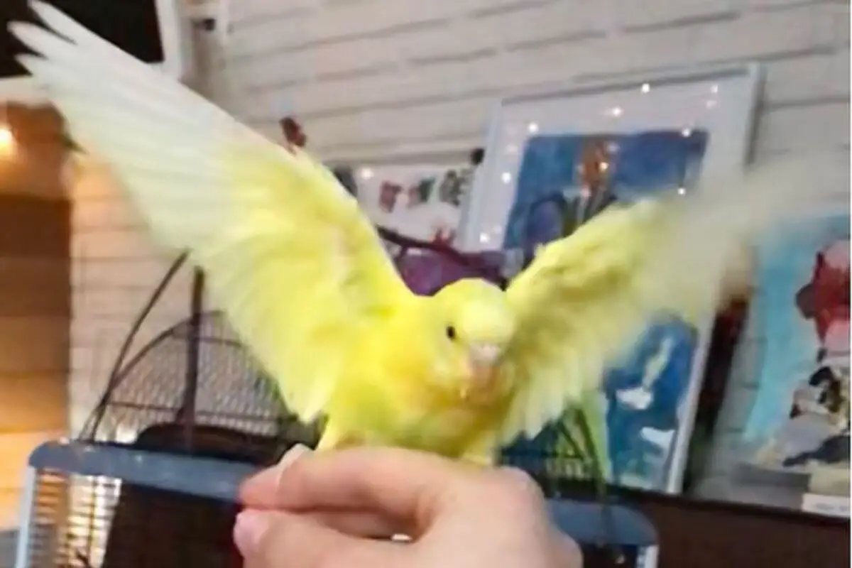 7 Reasons why is my budgie puffed up?