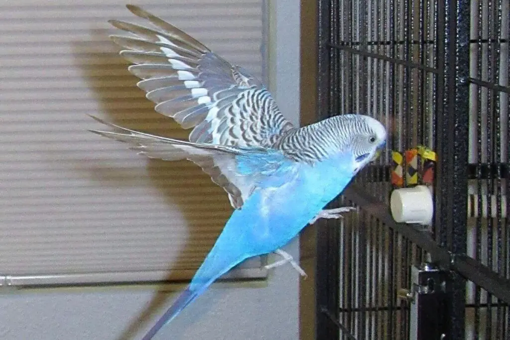 Why can't my budgie fly properly