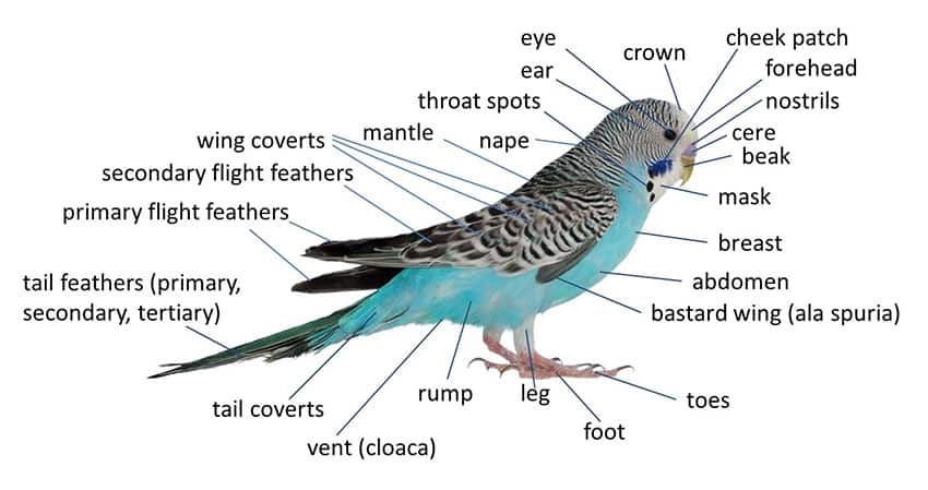 Budgie Anatomy | Biology and Lifecycle Guide