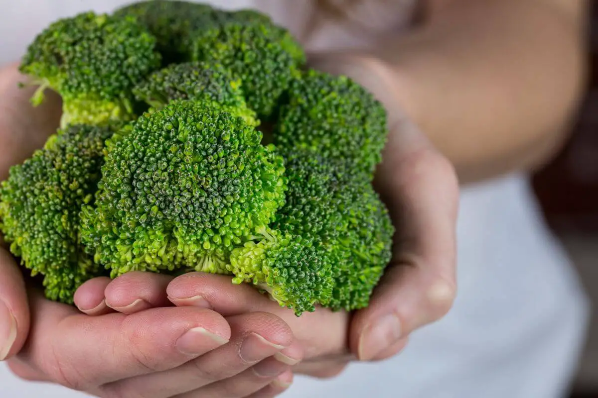 Can Budgies Eat Broccoli?