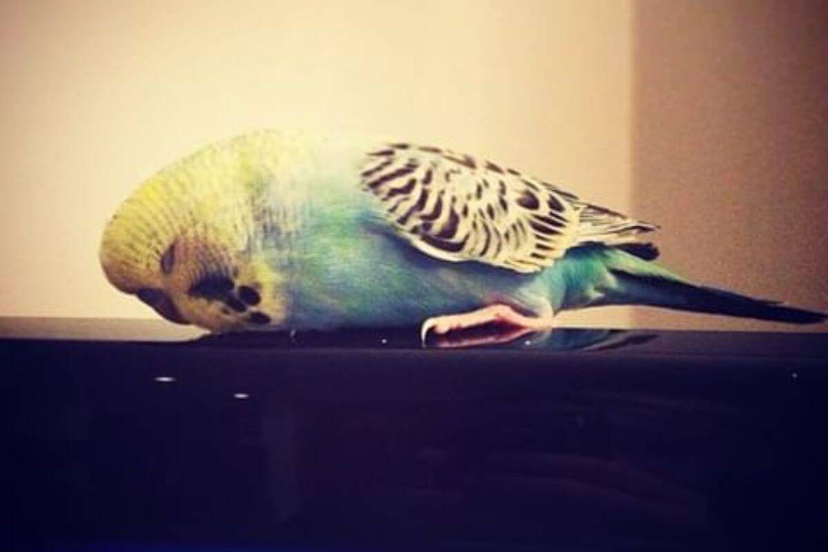 can budgies sleep with the tv on