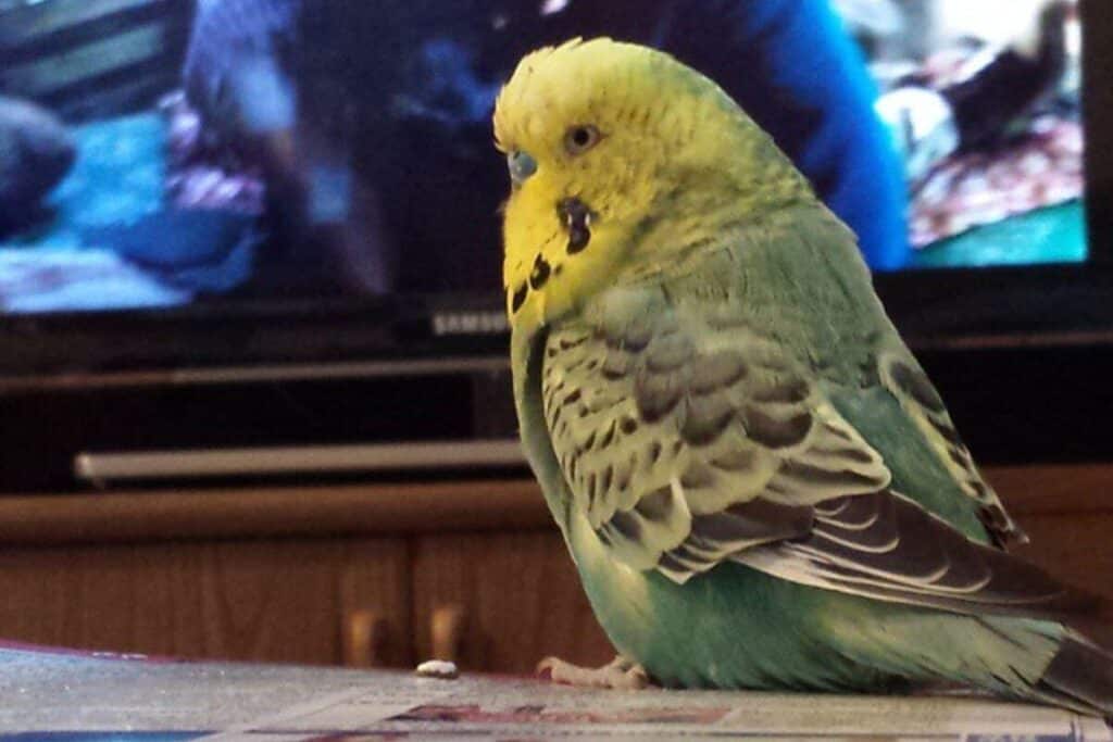 can budgies sleep with the tv on why do budgies sing in their sleep