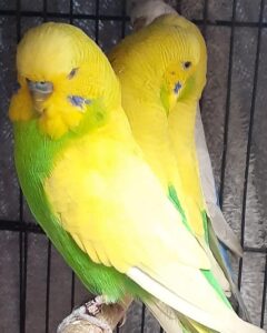 clearwing budgies
