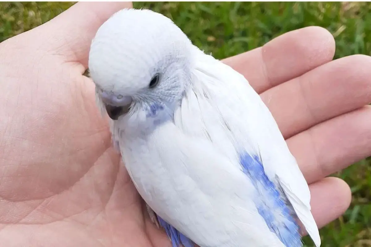 How to make a parakeet like you? Tips & Tricks