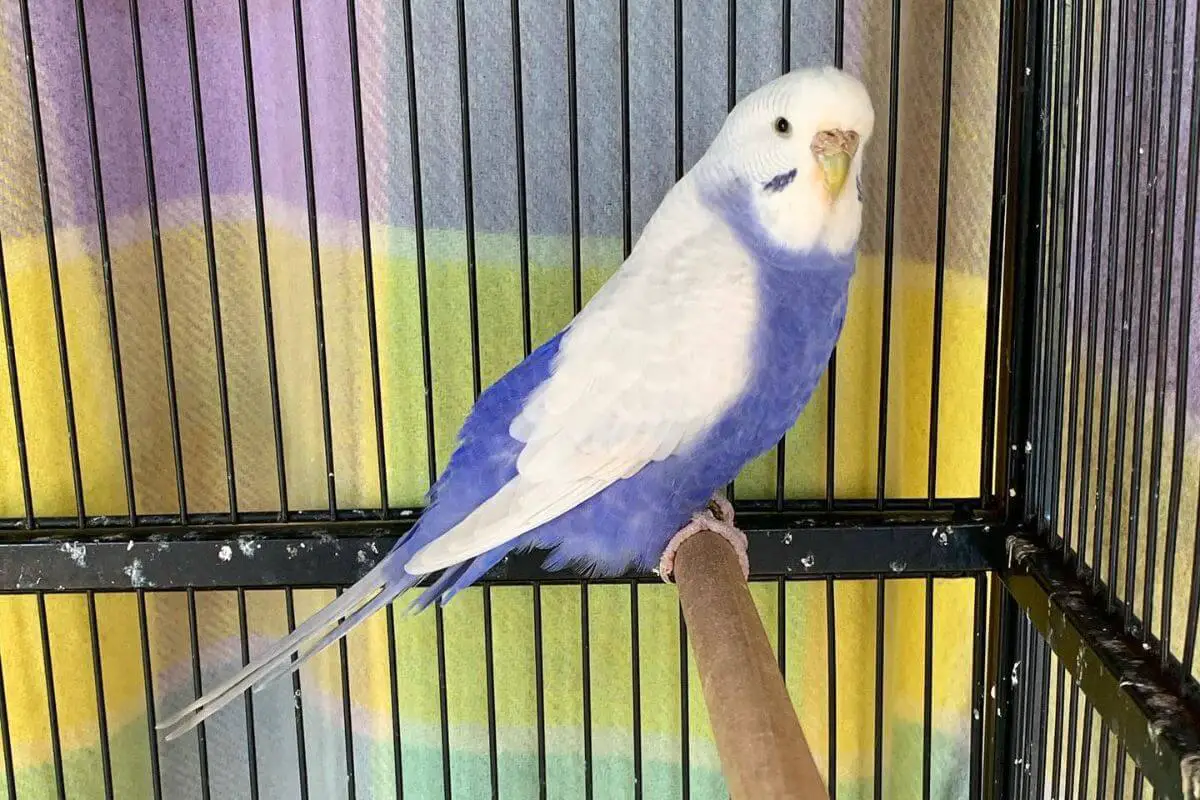 Why is my Parakeet not Moving?