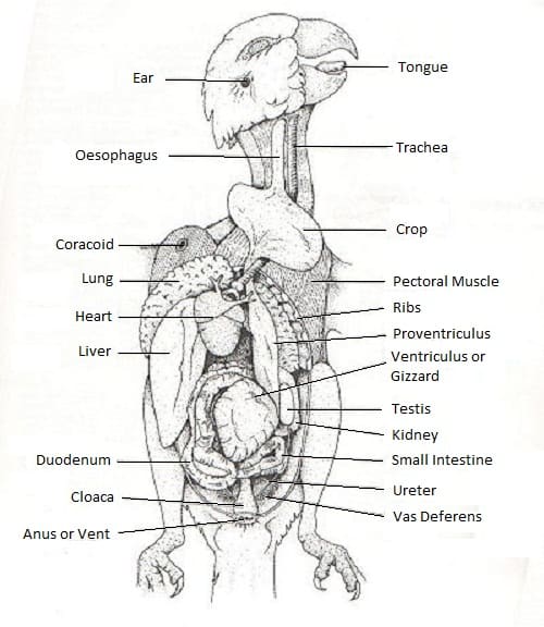 Budgie anatomy internal organs