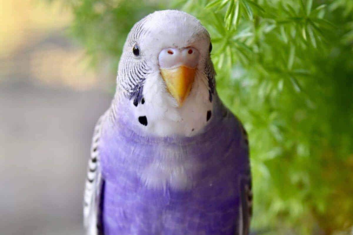 Do Purple Budgies Exist? The Truth About Rainbow Budgies