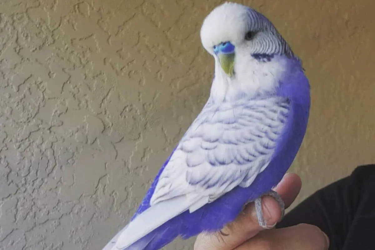 purple budgie where can i buy a budgie