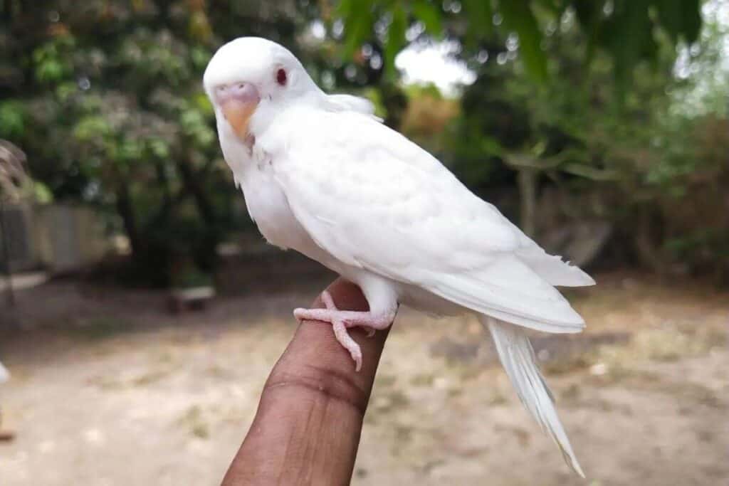 Albino Budgie my parakeetis squawking