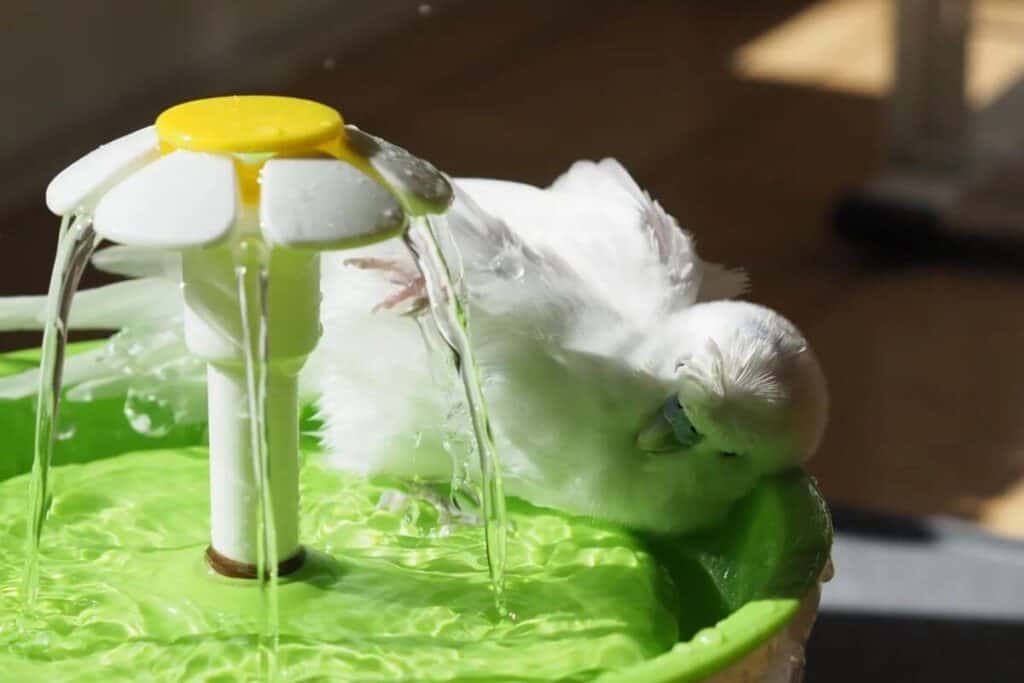 Budgie Bathtub