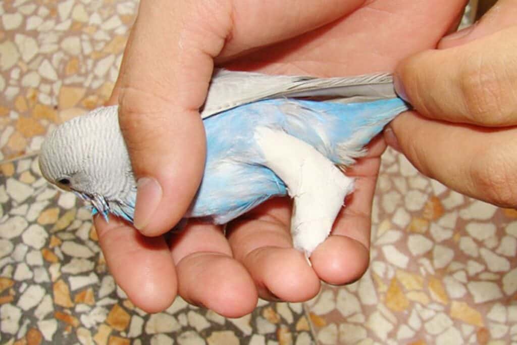 Budgie foot Problem