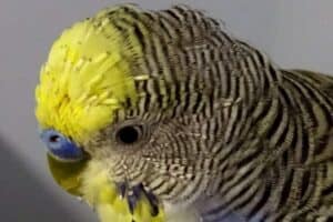 Budgie Pin feather