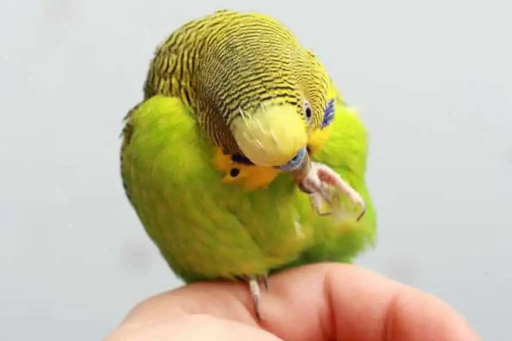 Budgie Preening