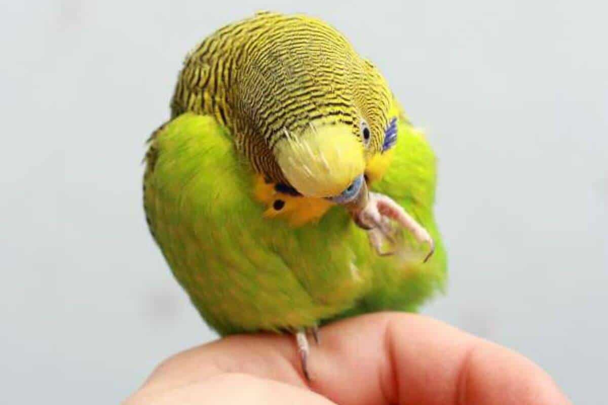 Budgie Preening Budgie foot not gripping