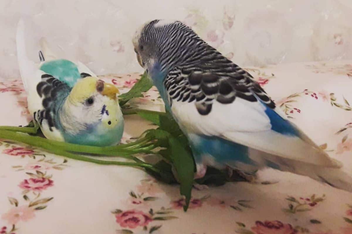 Why Are My Budgies Fighting? (5 Possible Reasons)