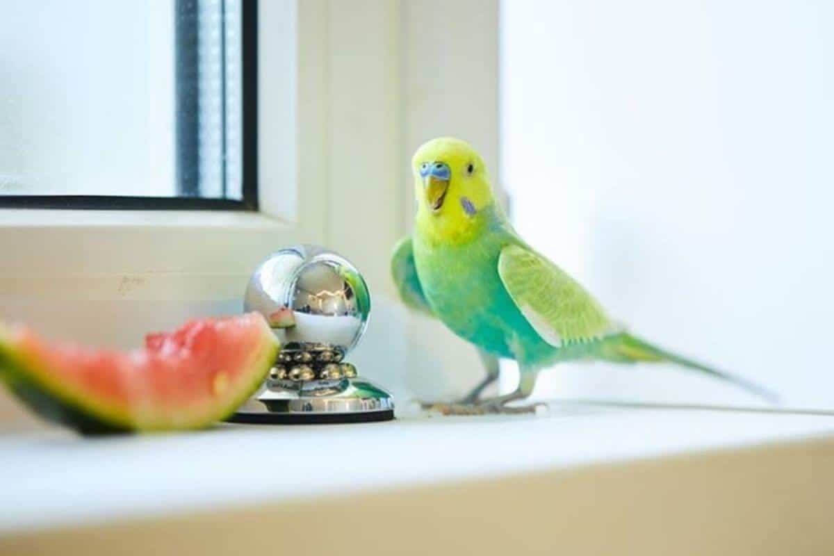 Can Budgies Eat Watermelon