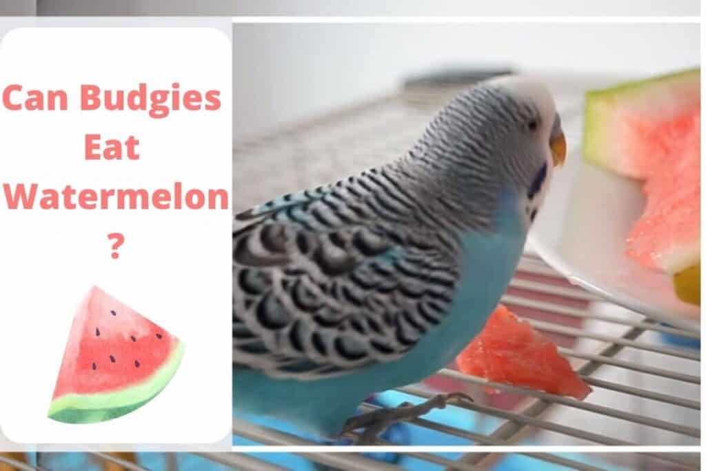 Can Budgies Eat Watermelon
