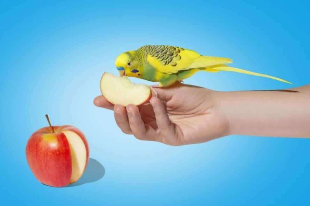Can Budgies eat apples