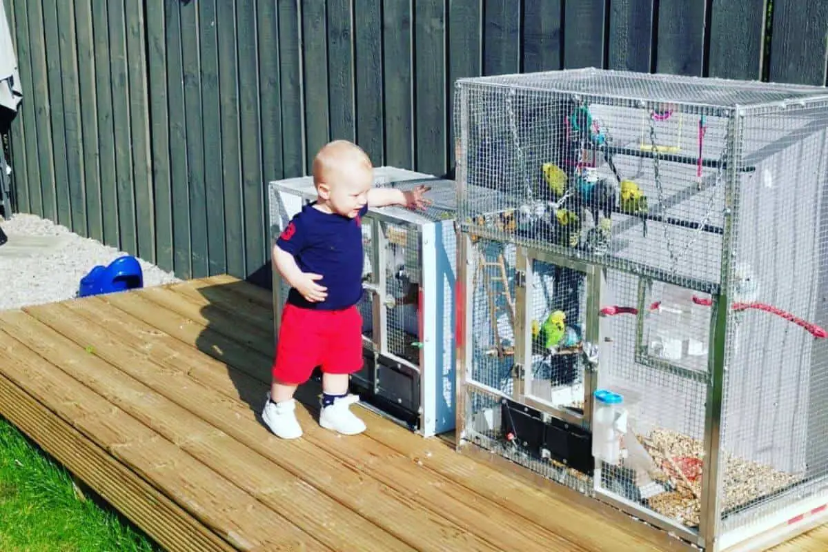 Can I Put My Budgie’s Cage Outside?