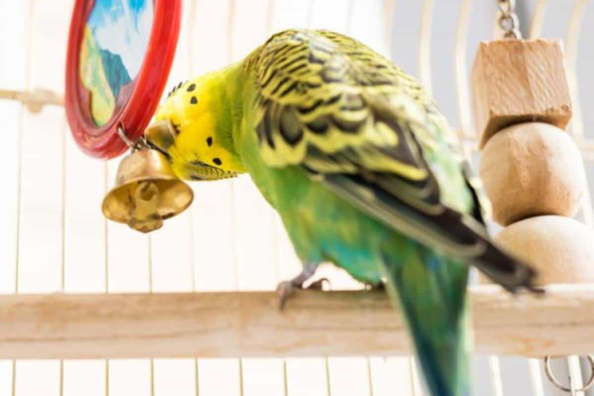 How Much Do Budgies Cost?