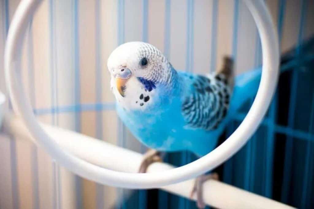 Budgie meaning