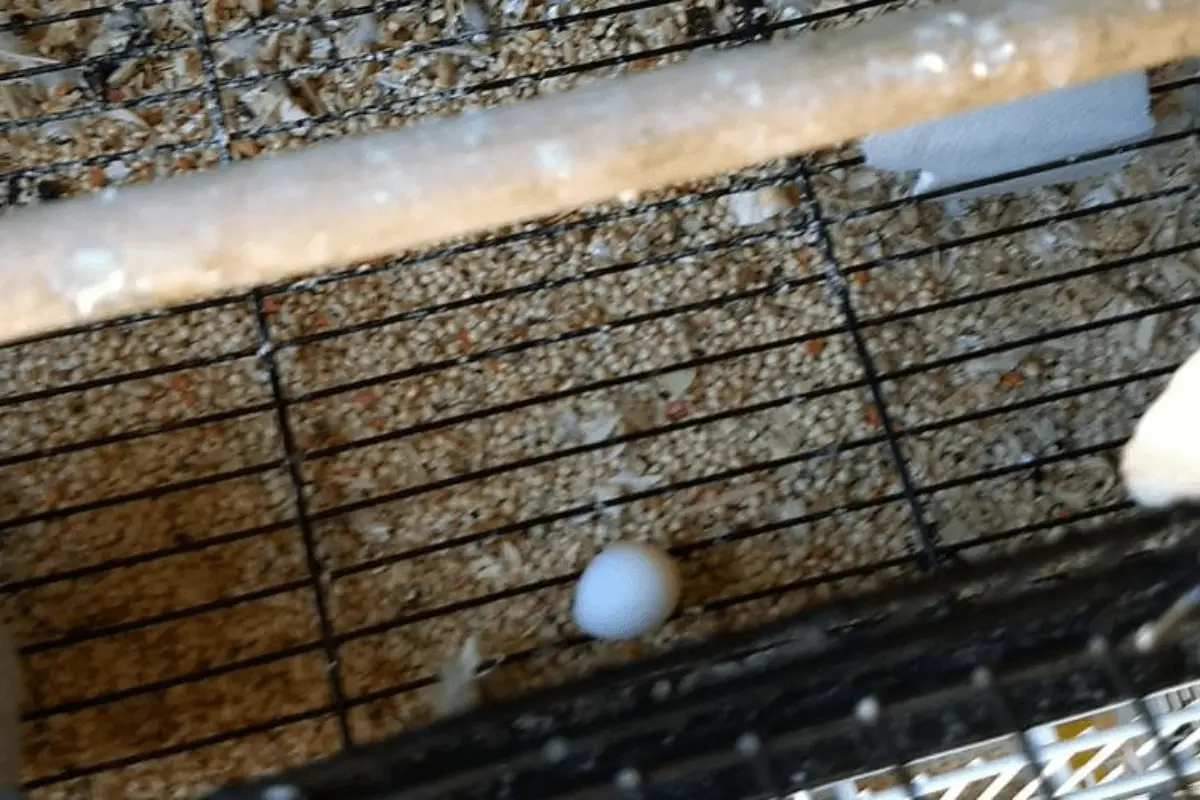 Parakeet Laying Eggs on Bottom of Cage