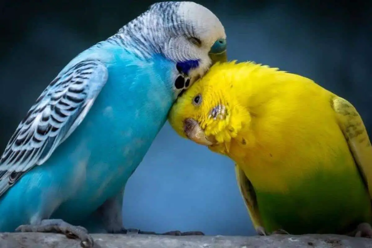 Why budgie rubbing head on perch?