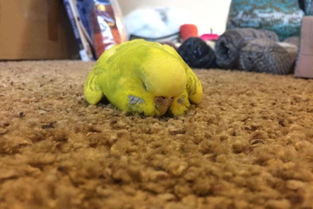 Why Do Budgies Sleep a lot my budgie died with eyes open