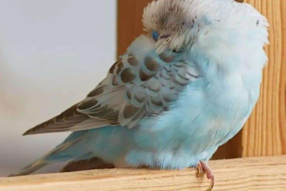 Why Do Budgies Sleep a lot How long do budgies sleep