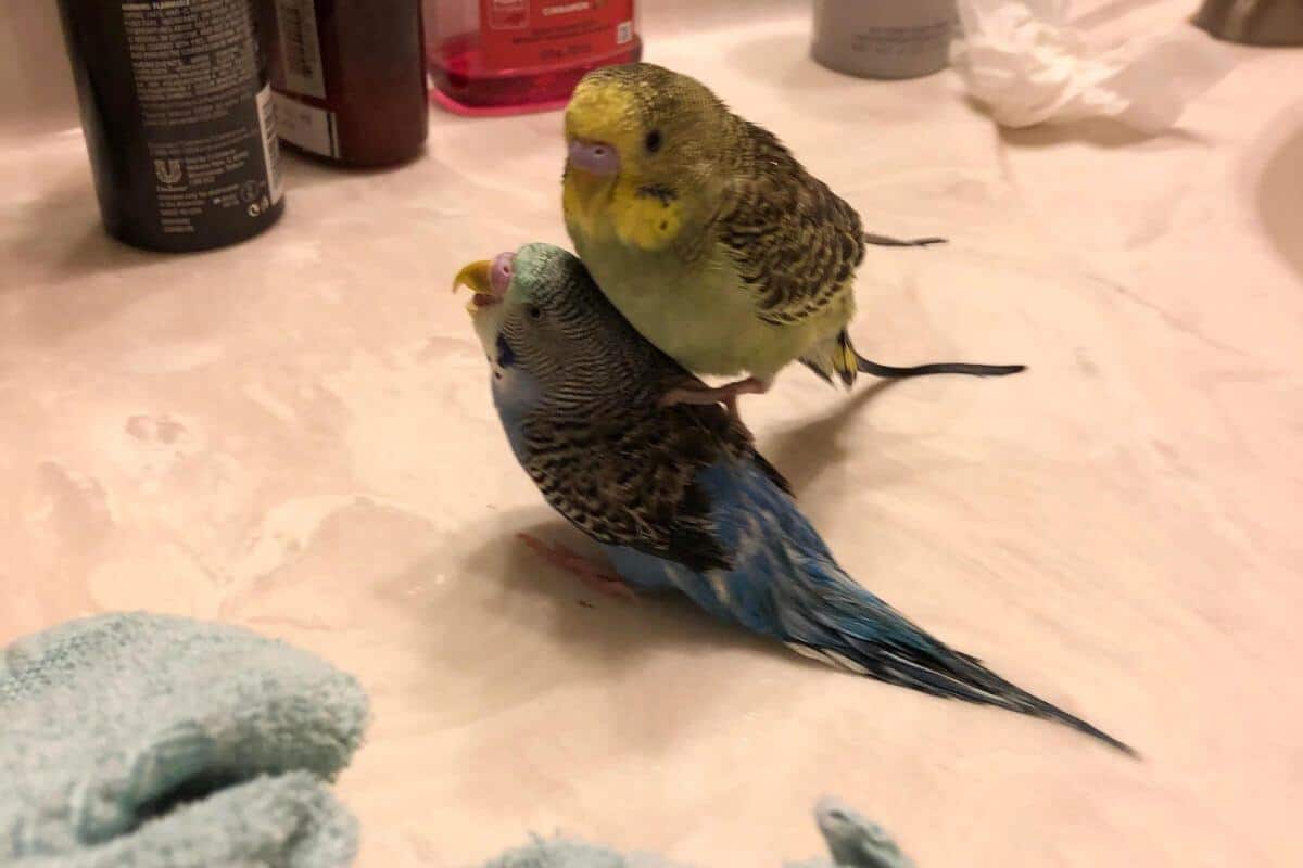 budgie stand on other budgie budgie stand on another budgie