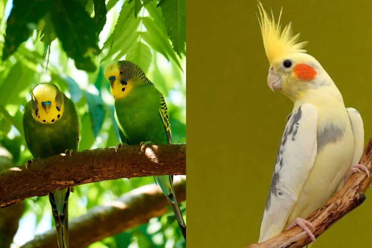 budgie vs cockatiel